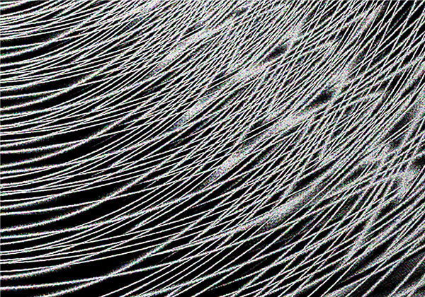 Fibers