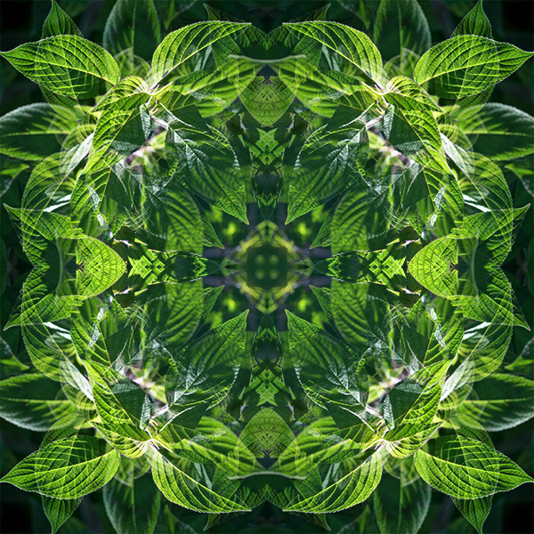 Green Mandala